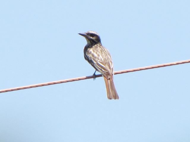 Streaked Flycatcher