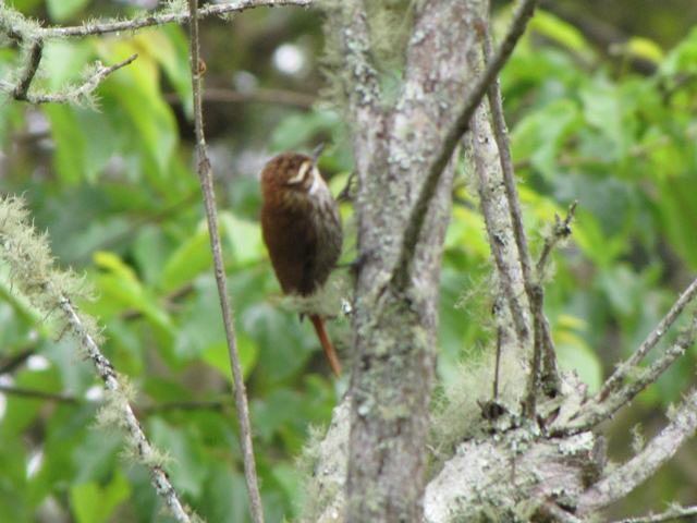 Streaked Xenops