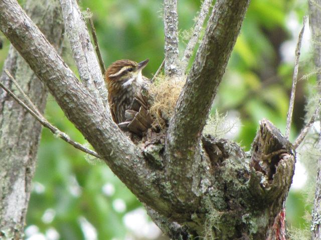 Streaked Xenops