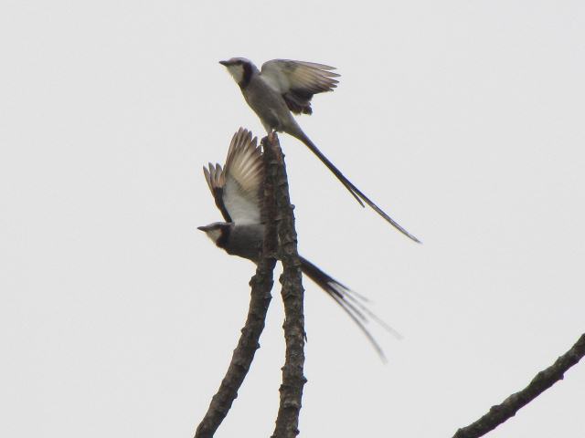 Streamer-tailed Tyrant