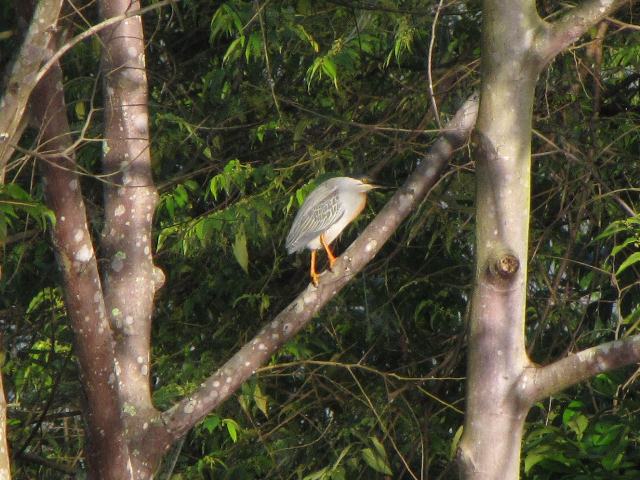 Striated Heron