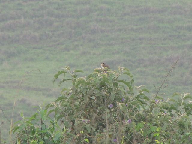 Striped Cuckoo