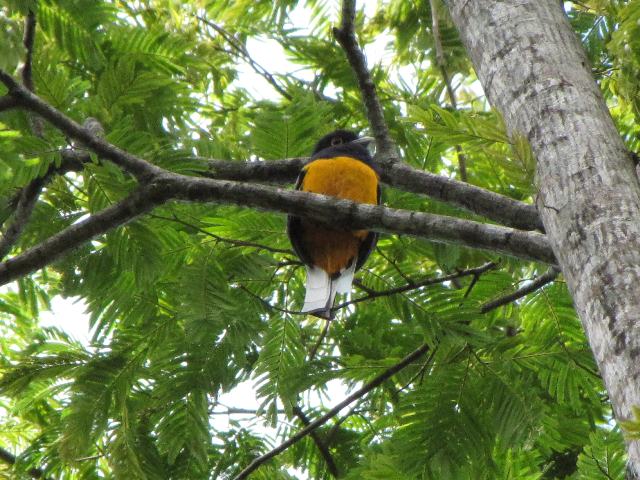 Surucua Trogon