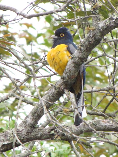 Surucua Trogon