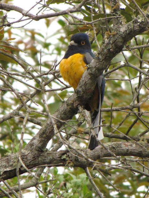 Surucua Trogon