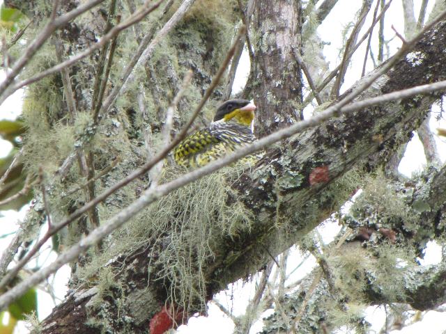 Swallow-tailed Cotinga