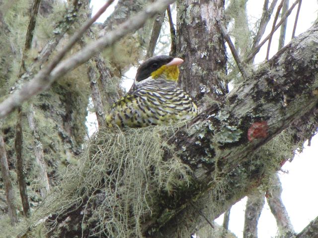 Swallow-tailed Cotinga