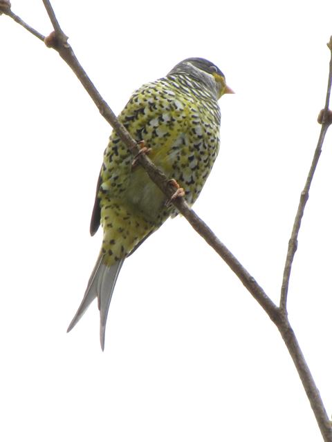 Swallow-tailed Cotinga