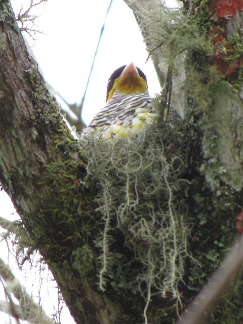 Swallow-tailed Cotinga