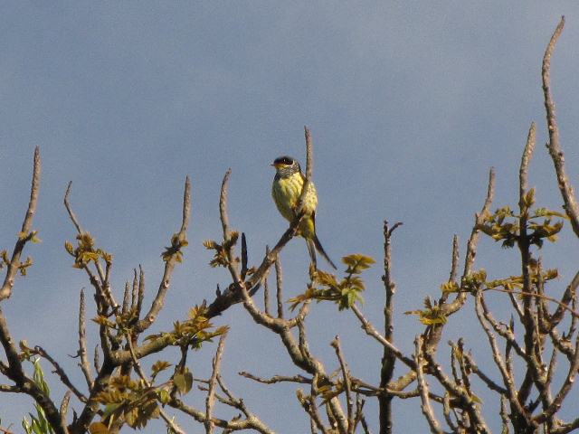 Swallow-tailed Cotinga