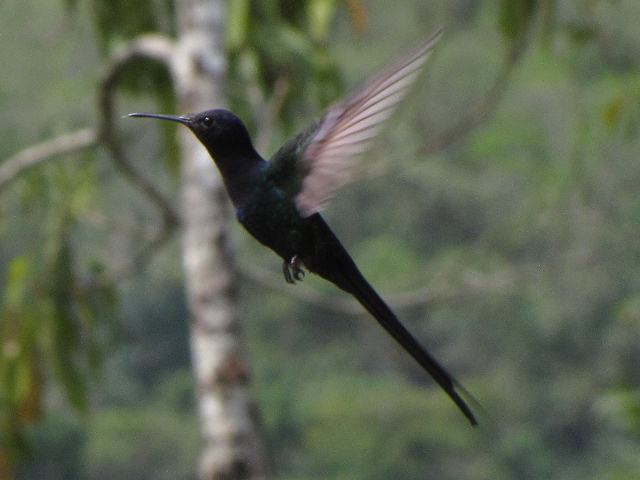 Swallow-tailed Hummingbird