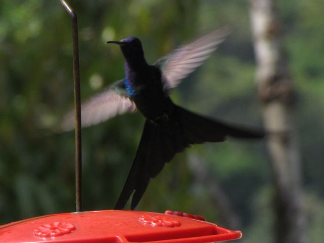 Swallow-tailed Hummingbird