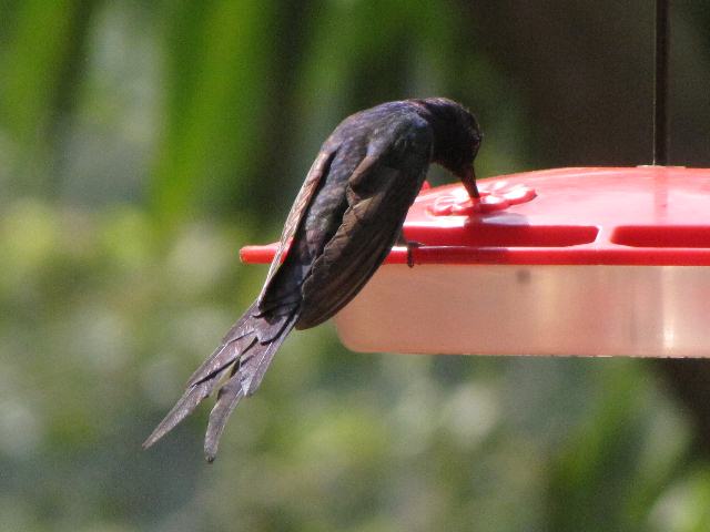 Swallow-tailed Hummingbird