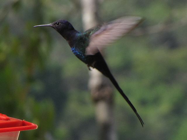 Swallow-tailed Hummingbird