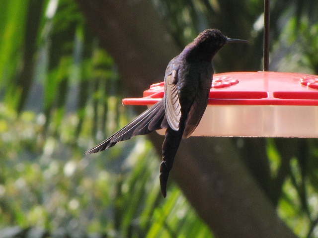 Swallow-tailed Hummingbird