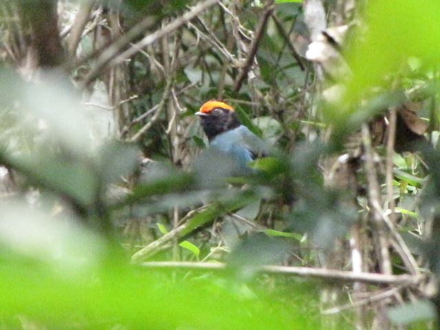 Swallow-tailed Manakin