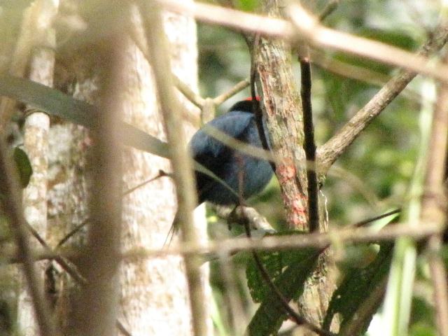 Swallow-tailed Manakin