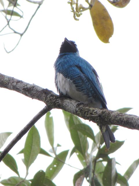 Swallow Tanager