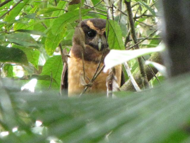 Tawny-browed Owl