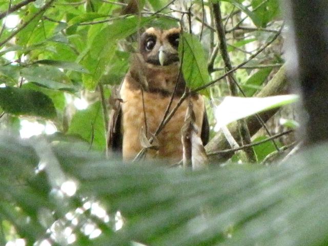 Tawny-browed Owl