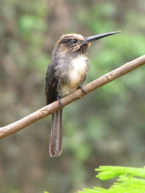 Three-toed Jacamar