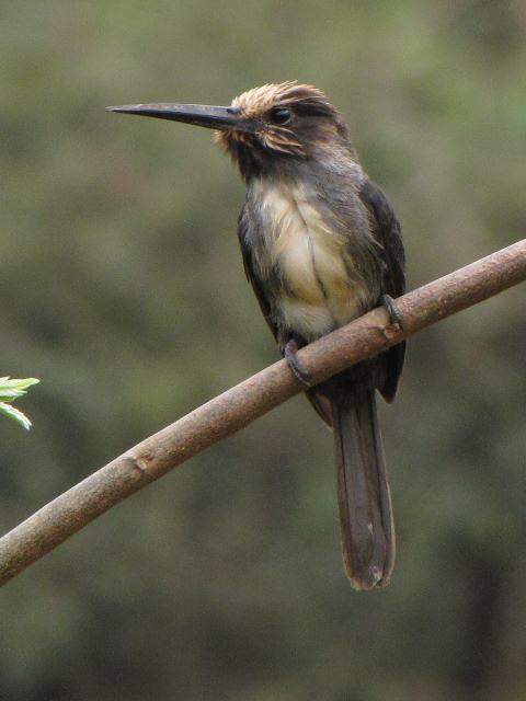 Three-toed Jacamar