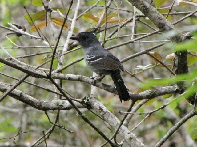 Variable Antshrike