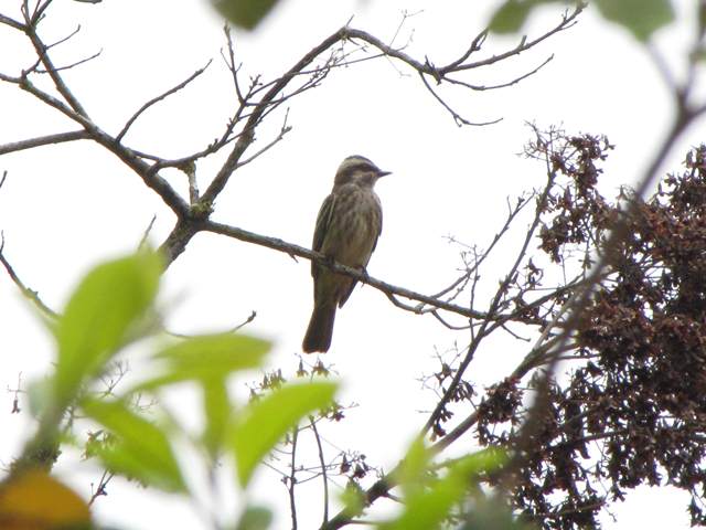 Variegated Flycatcher