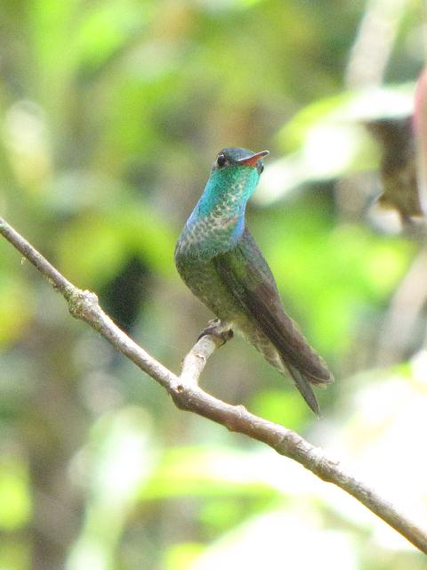 Versicolored Emerald