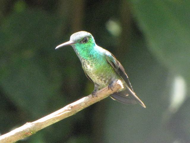 Versicolored Emerald