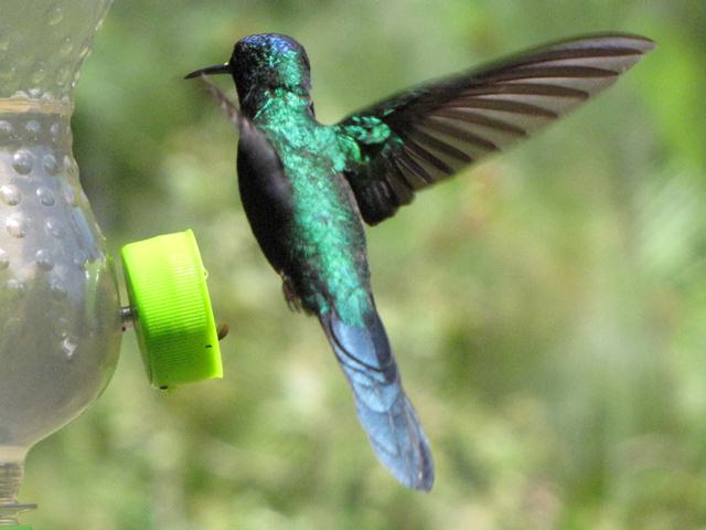 Violet-capped Woodnymph