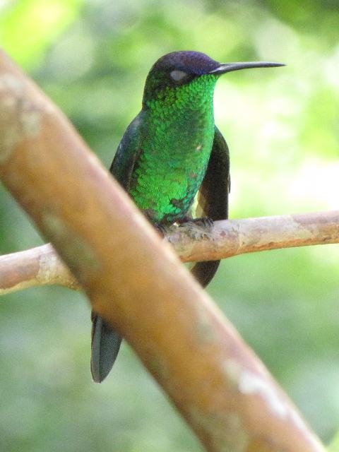 Violet-capped Woodnymph