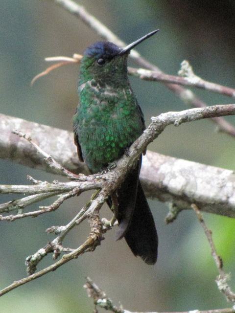 Violet-capped Woodnymph