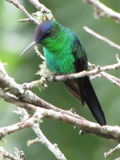 Violet-capped Woodnymph