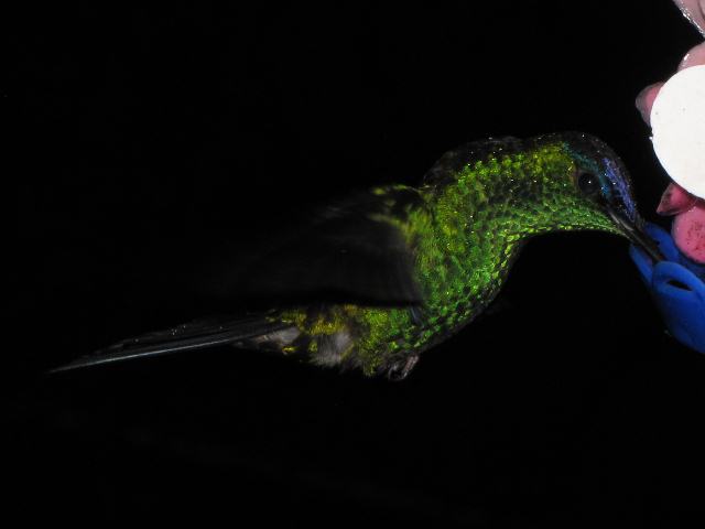 Violet-capped Woodnymph