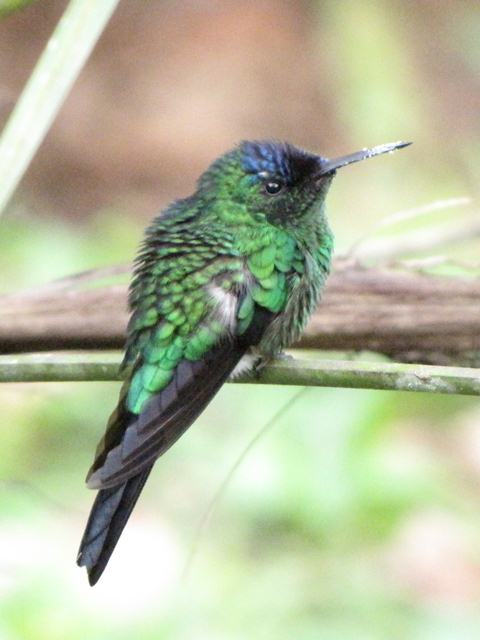 Violet-capped Woodnymph