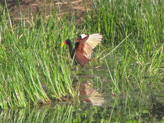 Wattled Jacana