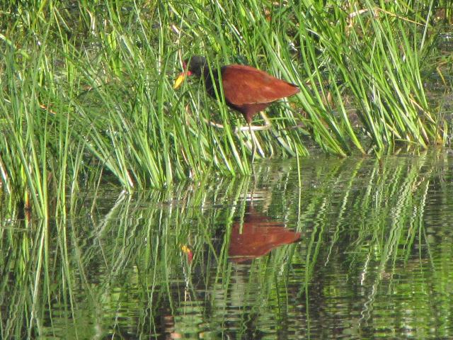 Wattled Jacana