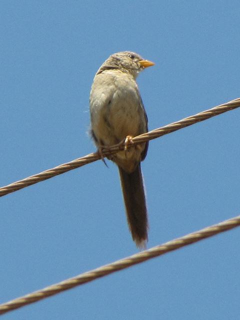 Wedge-tailed Grass-Finch