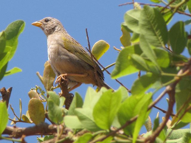 Wedge-tailed Grass-Finch