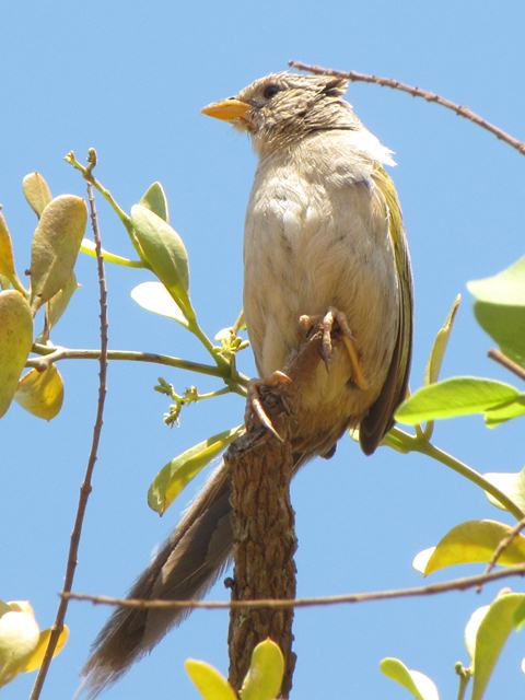 Wedge-tailed Grass-Finch