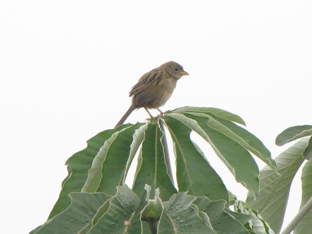 Wedge-tailed Grass-Finch