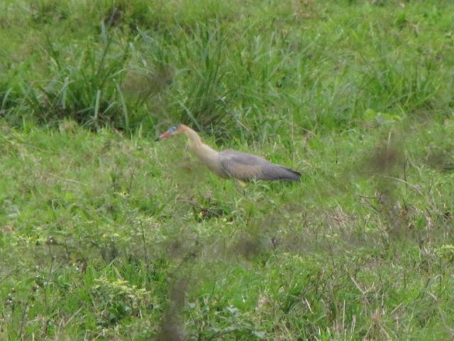 Whistling Heron