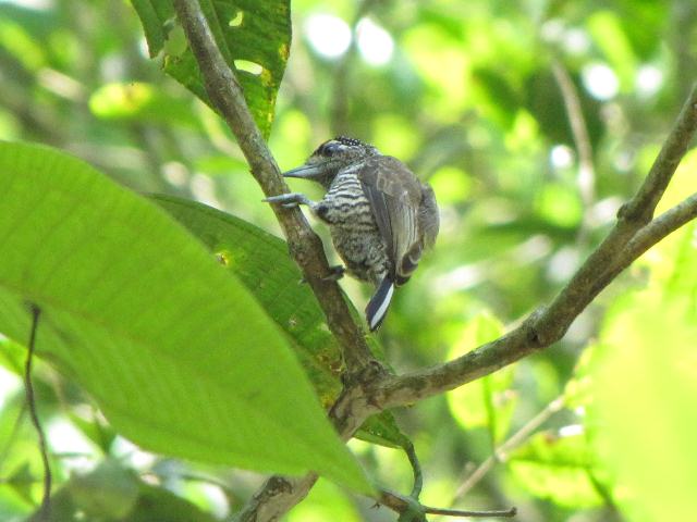 White-barred Piculet