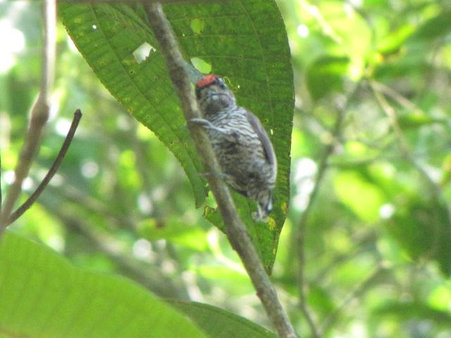 White-barred Piculet