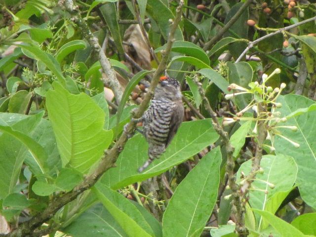 White-barred Piculet