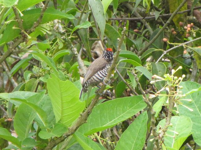 White-barred Piculet