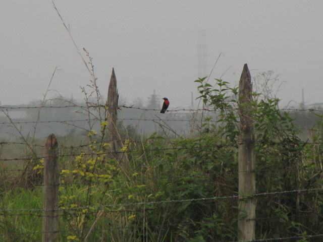 White-browed Blackbird