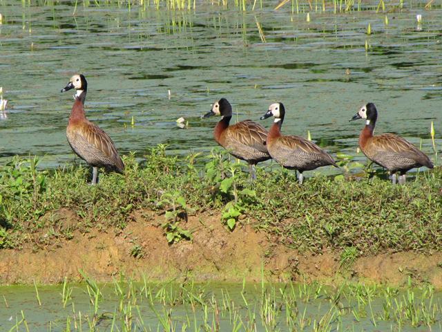 White-faced Whistling-Ducks