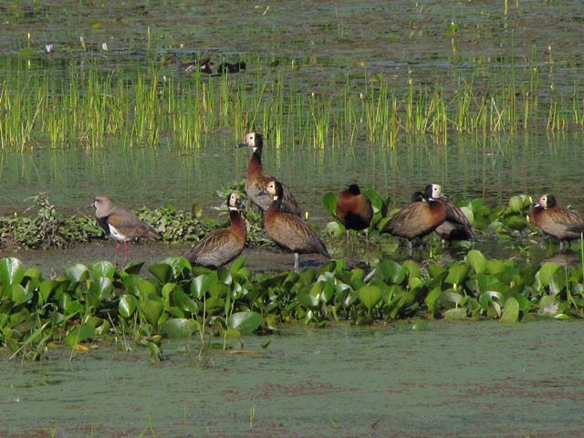 White-faced Whistling-Ducks and Southern Lapwing
